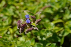 Cyanotis tuberosa
